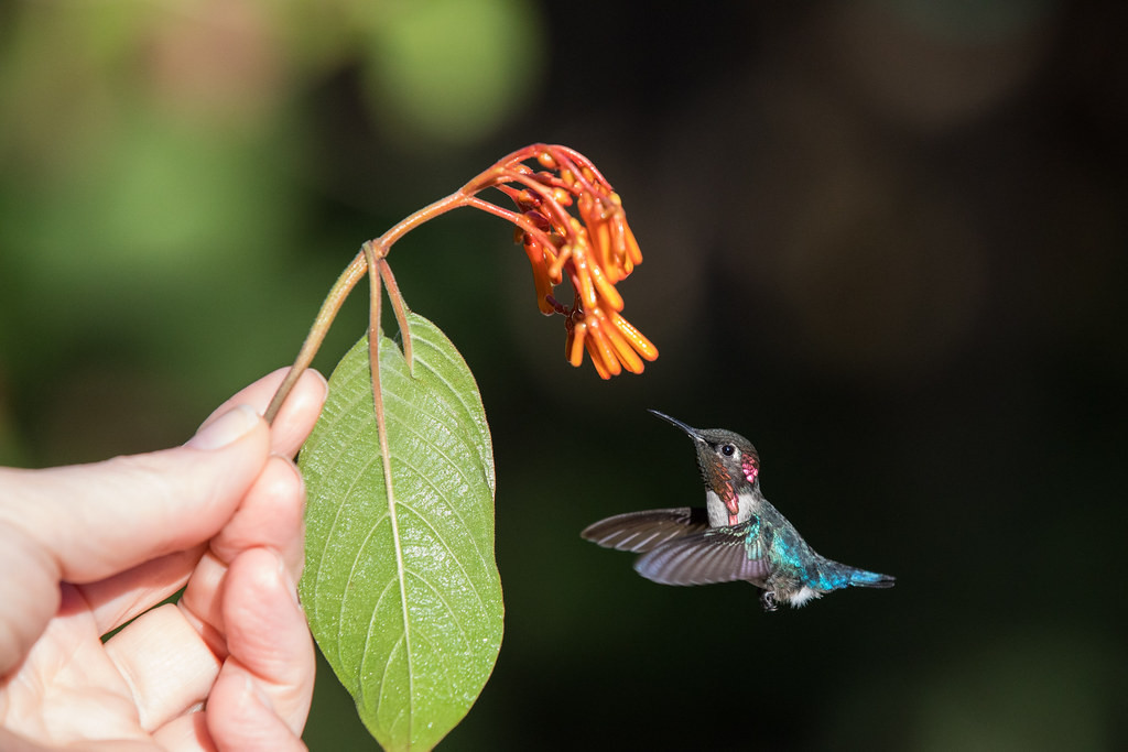 Nhắc đến loài chim nhỏ nhất thế giới ai cũng nghĩ ngay đến chim ruồi, nhưng chim ruồi ong Mellisuga helenae thậm chí còn tí hon hơn mức tưởng tượng.