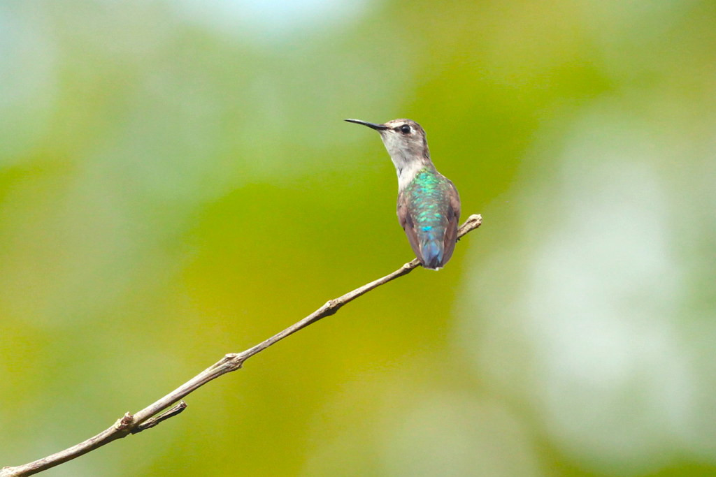 Loài này sở hữu kích thước siêu nhỏ, chỉ lớn hơn ong mật một chút, khi trưởng thành đạt 5 - 6 cm chiều dài và nặng 1,6 - 2g. Chim ruồi ong có thể bay đứng yên bằng cách đập cánh 80 lần trên một phút như những "người anh em" khác của mình.