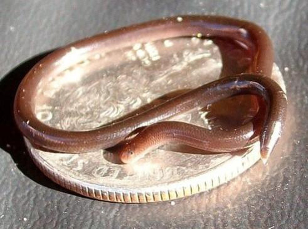 Loài rắn này không có nọc độc, chủ yếu ăn một số loài côn trùng như mối, kiến, muỗi và các loại ấu trùng. Theo khảo sát, loài rắn này cần rừng nguyên sinh để tồn tại, trong khi về cơ bản Barbados không còn loại rừng này bởi vậy chúng đang đứng trước nguy cơ tuyệt chủng.