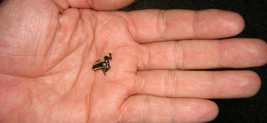 Tương tự rắn Leptotyphlops Carlae, nhái Paedophryne còn chẳng to bằng một nửa đồng xu.