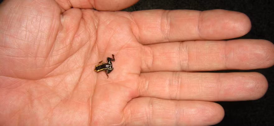 Tương tự rắn Leptotyphlops Carlae, nhái Paedophryne còn chẳng to bằng một nửa đồng xu.