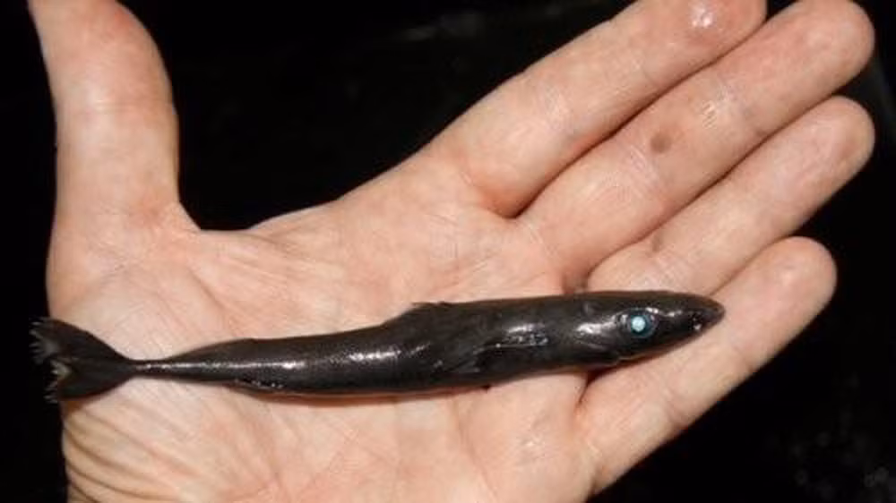  Loài cá mập mini này cực hiếm, chỉ xuất hiện trong khu vực giới hạn thuộc biển Caribe, ngoài khơi Colombia.