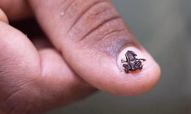 Nhái Paedophryne amauensis cũng nằm trong danh sách những loài động vật nhỏ nhất thế giới khi trưởng thành chỉ đạt 7,7 mm chiều dài.