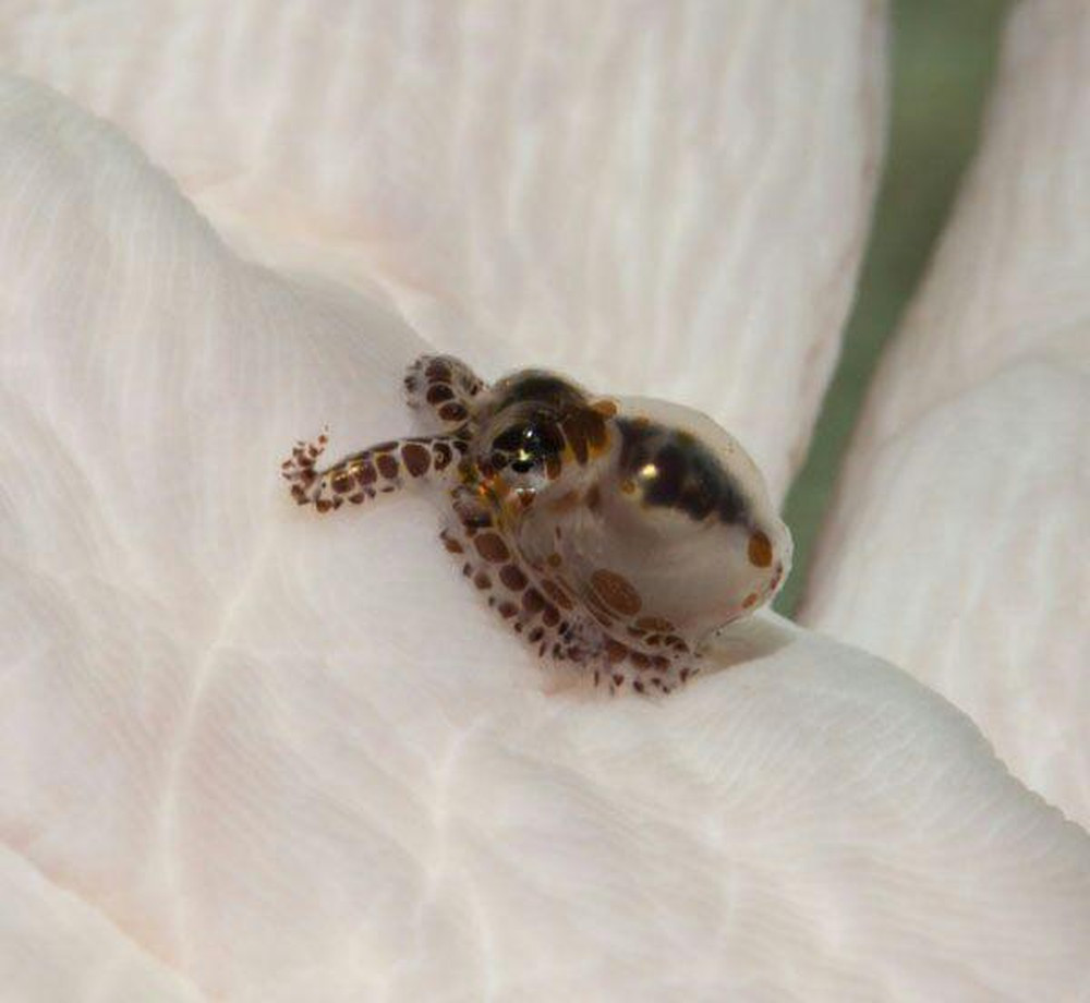 Loài này được phát hiện năm 1913 sau nhiều năm tìm kiếm ở vùng biển Ấn Độ - Thái Bình Dương. Một con trưởng thành chỉ nặng 1 gram và dài khoảng 1,5 cm, có thể bám thoải mái trên đầu ngón tay bạn.