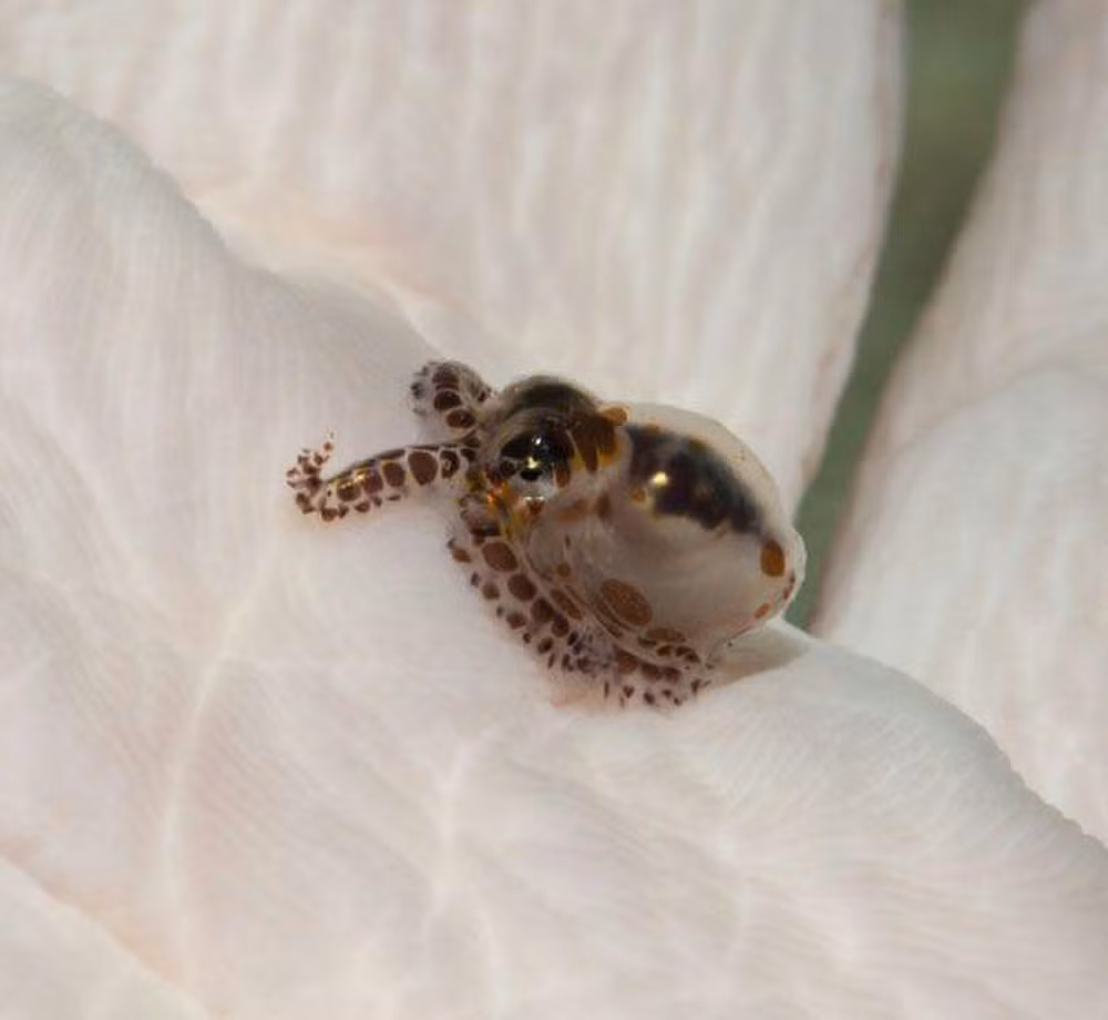 Loài này được phát hiện năm 1913 sau nhiều năm tìm kiếm ở vùng biển Ấn Độ - Thái Bình Dương. Một con trưởng thành chỉ nặng 1 gram và dài khoảng 1,5 cm, có thể bám thoải mái trên đầu ngón tay bạn.