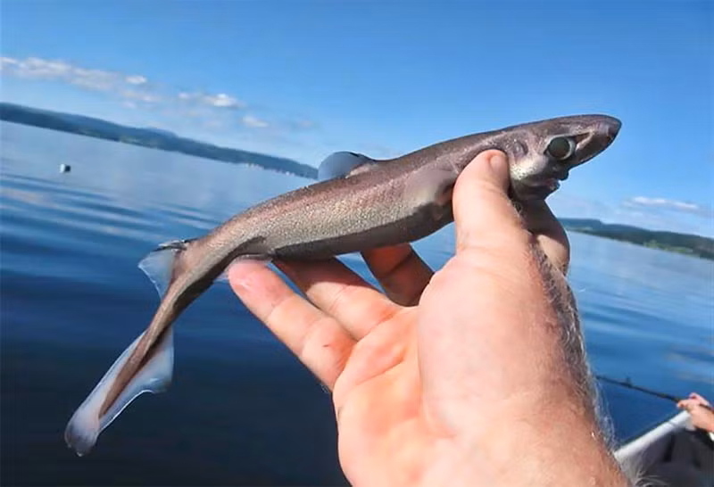 Trái ngược với vẻ ngoài khổng lồ đáng sợ và hàm răng sắc nhọn như lưỡi cưa của đồng loại, cá mập Etmopterus perryi chỉ dài khoảng chừng một gang tay, tức khoảng 20cm. Đây được coi là thành viên tí hon nhất trong họ tộc của giống cá sát thủ này.