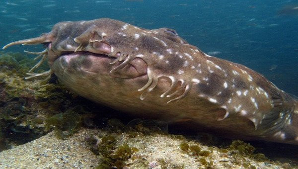 Cá mập wobbegong được biết đến là một trong những loài cá mập quái dị nhất hành tinh. 