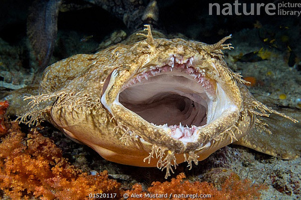 Nhờ lợi thế đó và chiếc miệng ''siêu to khổng lồ'' mà chúng có thể đánh lừa con mồi, phục kích và bắt mồi dễ dàng. Món ăn yêu thích của loài cá mập này là cá nhỏ, mực hoặc cua,...