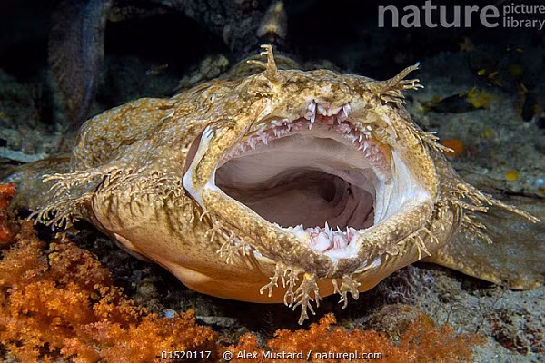 Nhờ lợi thế đó và chiếc miệng ''siêu to khổng lồ'' mà chúng có thể đánh lừa con mồi, phục kích và bắt mồi dễ dàng. Món ăn yêu thích của loài cá mập này là cá nhỏ, mực hoặc cua,...