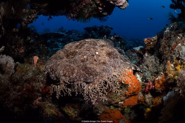 Hiện tại cá mâp thảm wobbegong được xếp vào loại động vật ở mức gần nguy cấp.