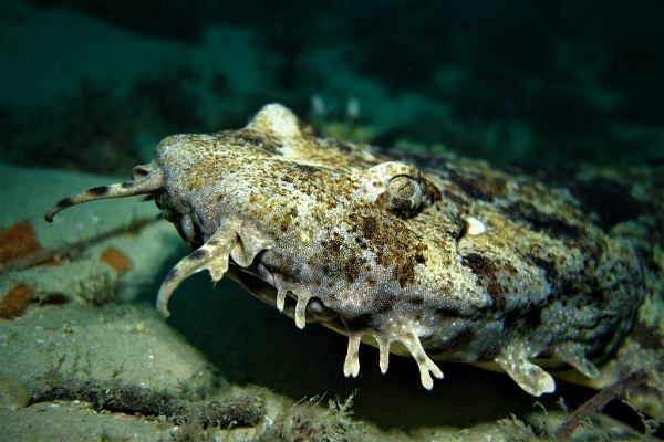 Cá mập thảm được biết đến là ''thánh ngụy trang'' săn mồi dưới đại dương nhưng đa phần lại vô hại với con người.