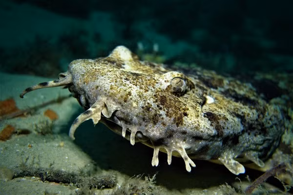 Cá mập thảm được biết đến là ''thánh ngụy trang'' săn mồi dưới đại dương nhưng đa phần lại vô hại với con người.