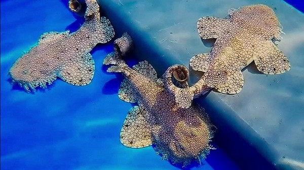 Bằng cách lợi dụng tấm da lốm đốm màu sắc và râu ria giống như rong biển, chúng giả làm san hô, ẩn thân trong lớp cát dưới đáy đại dương.