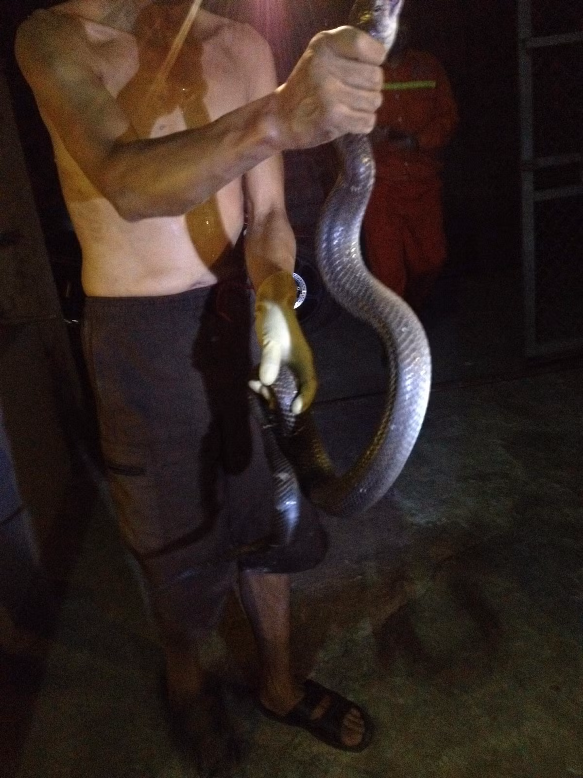 Một lần khác, người dân xã Hồ Sơn (Hữu Lũng - Lạng Sơn) bắt sống một con rắn hổ mang hoa cuộn tròn trốn trong chuồng gà, dài khoảng 2m. Đáng nói, chủ nhà cho biết trước đây đã từng bắt được 6 con rắn trốn trong chuồng gà sau những trận mưa lũ.