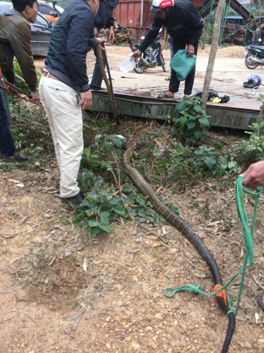 Khi kéo con rắn ra, những người dân chứng kiến đều hoảng hốt vì nó quá to, ước chừng nặng gần 20kg và dài khoảng 3-4m. Được biết, đây là rắn nuôi do người dân thả ra, ẩn nấp dưới một bệ sắt có khe rỗng, lộ phần đuôi ra ngoài.