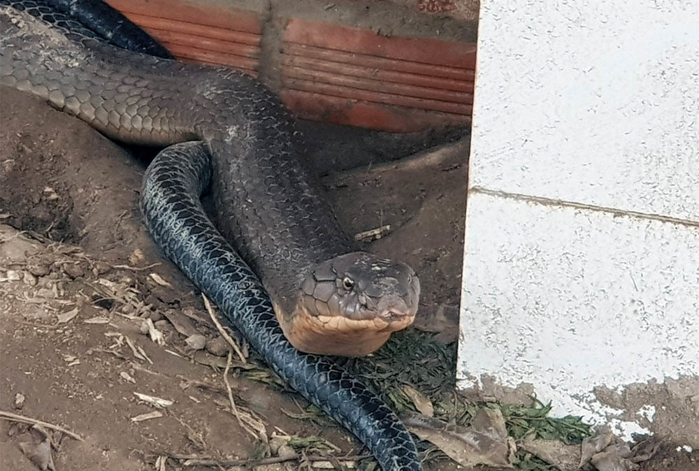 Tháng 5/2019, người dân khu vực huyện Tri Tôn (An Giang) xôn xao trước cặp rắn hổ khủng được bắt sống tại núi Cấm. Theo nhận dạng chúng là hổ mang chúa (rắn hổ mây) - nhóm động vật quý hiếm thuộc nhóm 1b với trọng lượng mỗi con khoảng 18 kg, dài khoảng 4m.