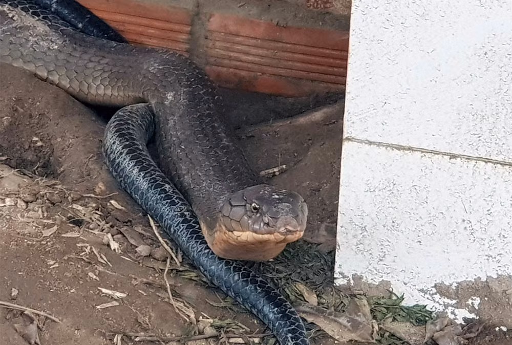 Tháng 5/2019, người dân khu vực huyện Tri Tôn (An Giang) xôn xao trước cặp rắn hổ khủng được bắt sống tại núi Cấm. Theo nhận dạng chúng là hổ mang chúa (rắn hổ mây) - nhóm động vật quý hiếm thuộc nhóm 1b với trọng lượng mỗi con khoảng 18 kg, dài khoảng 4m.