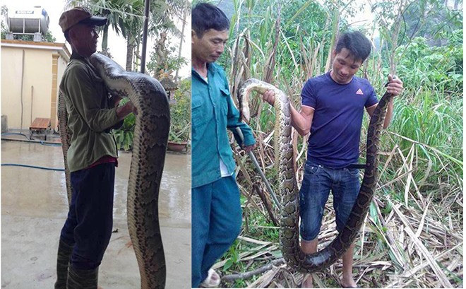Con trăn quá to và sợ trăn hung dữ nên người dân đã đập chết con trăn này rồi mang về nhà. Được biết, con trăn này dài hơn 5m, nặng khoảng 30kg.