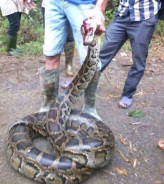 Không chỉ có rắn hổ, những phi vụ bắt sống trăn khủng tại Việt Nam cũng từng gây xôn xao dư luận. Tháng 11/2017 người dân ở xóm Thanh Chương (xã Nghĩa Phúc) vây bắt được con trăn lớn cuộn tròn trong ruộng mía