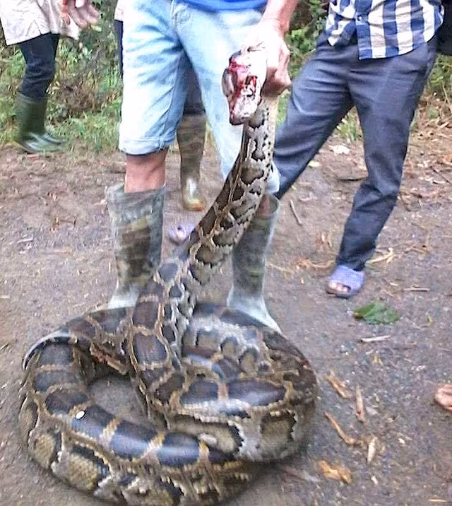 Không chỉ có rắn hổ, những phi vụ bắt sống trăn khủng tại Việt Nam cũng từng gây xôn xao dư luận. Tháng 11/2017 người dân ở xóm Thanh Chương (xã Nghĩa Phúc) vây bắt được con trăn lớn cuộn tròn trong ruộng mía