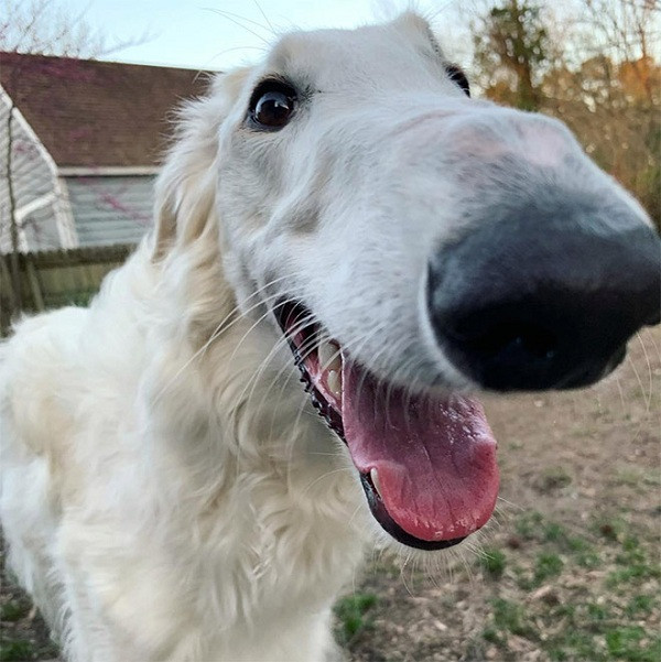 Tuy nhiên, cô chó này đã cố gắng và cực kỳ mạnh mẽ, luôn vui vẻ hòa đồng thay vì tỏ ra đau đớn. Thông thường một chú chó thuộc giống chó săn Nga có thể sống tới 15 năm.