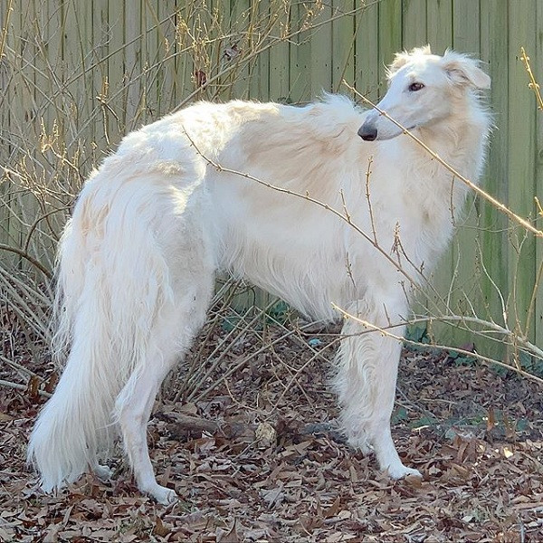 Cô chủ yêu thương chó cưng của mình và tạo hẳn một trang cá nhân Instagram cho Eris. Đến nay cô chó mũi dài này đã có đến hơn 200.000 fan hâm mộ và nổi như cồn nhờ chiếc mũi bất thường.