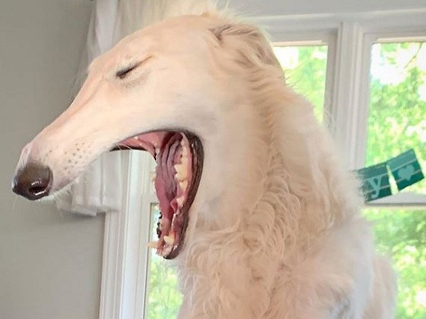 Bác sĩ thú y từng cảnh báo cô chủ Lily rằng Eris có thể gặp vấn đề lớn về răng khi sở hữu cái mõm dài tới vậy. Răng sẽ chọc vào nướu của Eris, thậm chí nó có thể phải nhổ răng nanh nhọn dài.