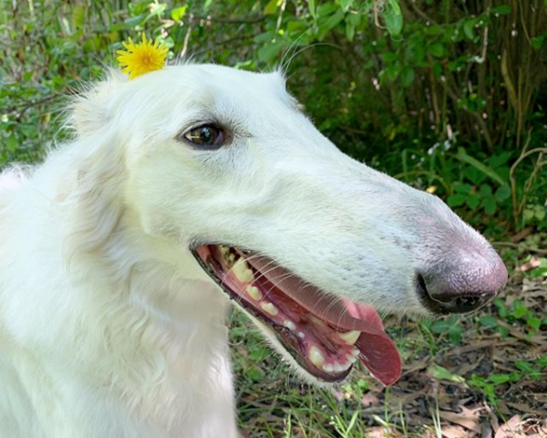 Eris càng lớn thì chiếc mũi càng dài. Hiện tại cô chó này sở hữu chiếc mũi 30cm dài nhất thế giới.