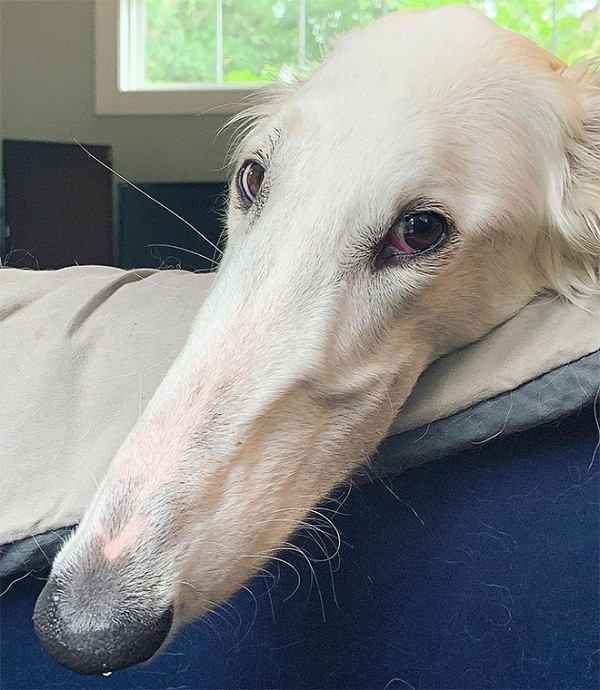 Eris đang tận hưởng cuộc sống vô cùng hạnh phúc bên cô chủ Lily Kambourian, chủ một cửa hàng bán đồ trang sức ở Richmond, Virginia, Mỹ.