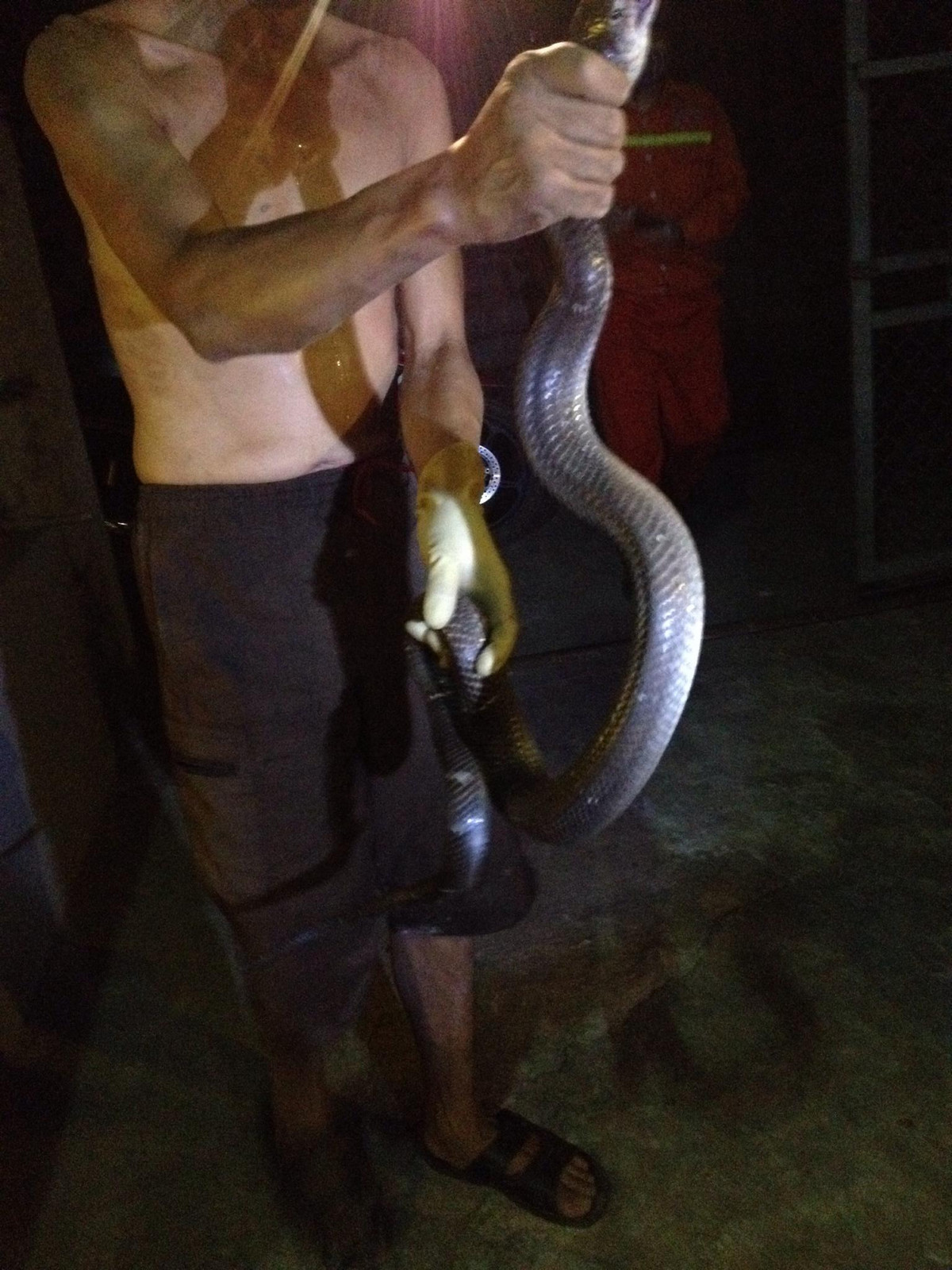 Một lần khác, người dân xã Hồ Sơn (Hữu Lũng - Lạng Sơn) bắt sống một con rắn hổ mang hoa cuộn tròn trốn trong chuồng gà, dài khoảng 2m. Đáng nói, chủ nhà cho biết trước đây đã từng bắt được 6 con rắn trốn trong chuồng gà sau những trận mưa lũ.