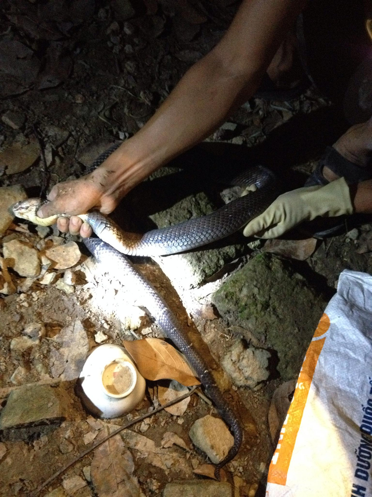 Hổ mang hoa là một trong những loài rắn cực độc, có thể phun nọc độc cách xa từ 1,4-2m với tốc độ rất nhanh, nên nếu không có kinh nghiệm sẽ rất khó xử trí được với loài vật vô cùng nguy hiểm này.