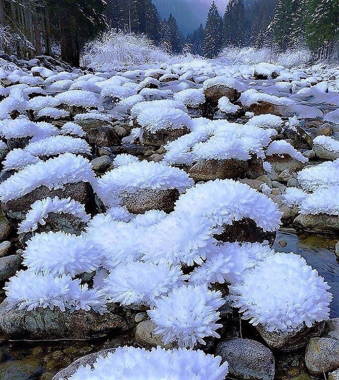 Băng giá tạo thành những bông hoa cúc trắng tuyệt đẹp ở vùng Amur (Nga).