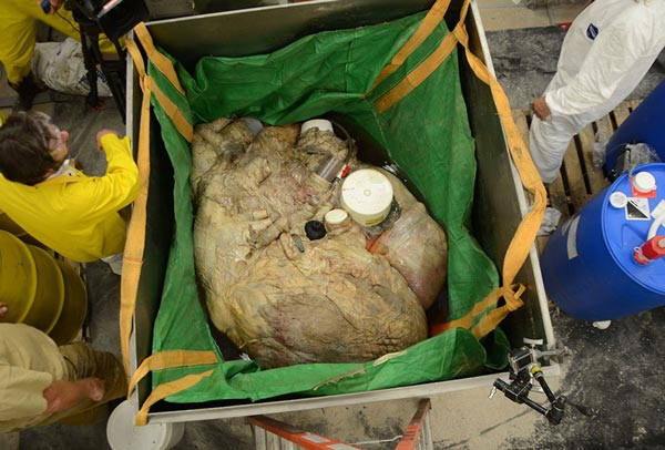 Trái tim của cá voi xanh nặng tương đương một chiếc lốp xe kéo lớn, có thể nặng tới gần 2 tạ, và đương nhiên phải vài người hợp sức mới khiêng được.