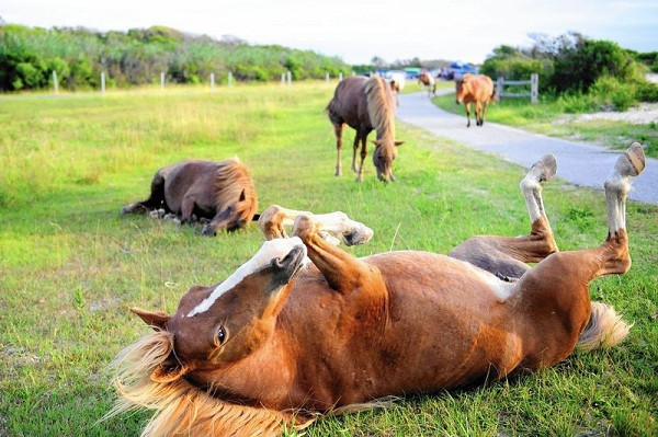Không có người sinh sống, đảo Assateague chỉ có những đàn ngựa hoang lang thang khắp các bãi biển là chủ nhân của vùng đất này. Những câu chuyện truyền miệng cho rằng đàn ngựa tồn tại và sinh sống trên đảo từ một vụ đắm tàu.