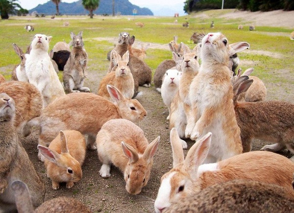 Okunoshima là hòn đảo nhỏ có số lượng thỏ nhiều nhất tại Nhật Bản, lên tới hàng trăm con. Đến nay sự tồn tại của loài thỏ trên hòn đảo này vẫn là một điều bí ẩn.