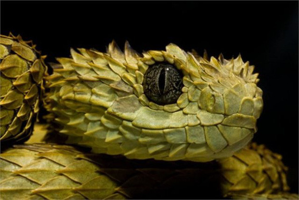 Loài rắn này không chỉ có vẻ ngoài đáng sợ dọa người mà còn sở hữu nọc độc chết người. Nếu bị loài rắn này tấn công, nạn nhân có thể phải chịu đau đớn do vết thương sưng tấy, tắc mạch máu, thậm chí tử vong.