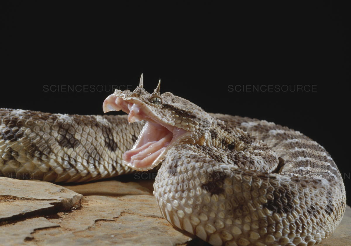 Rắn mọc sừng (tên khác là horned viper) đã trở thành một trong những loài rắn lạ nhất thế giới với vẻ ngoài như...yêu quái. Đa phần những con rắn thuộc loài này mọc sừng trên 2 mắt, nhưng một số lại không.