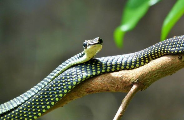 Rắn bay thiên đường có độc nhưng độc của chúng không gây nguy hiểm cho con người mà chỉ gây đau đớn và tổn thương nơi vết cắn.