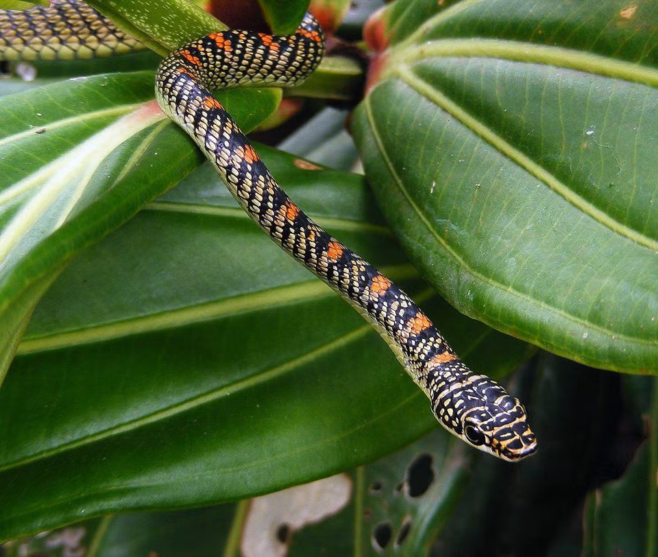 Loài rắn này dựa vào chiếc đuôi để điều khiển cân bằng khiến chúng có thể bay xa tới cả hàng chục mét.