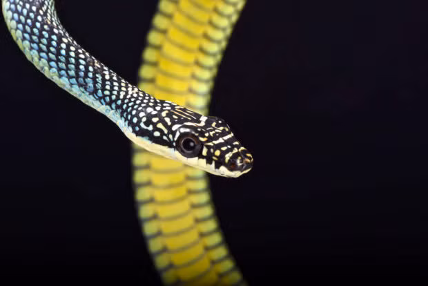 Khi bay, cơ thể rắn bay nghiêng khoảng 25 độ so với luồng không khí, nửa trước cơ thể uốn lượn sang hai bên trong khi đuôi di chuyển lên xuống.