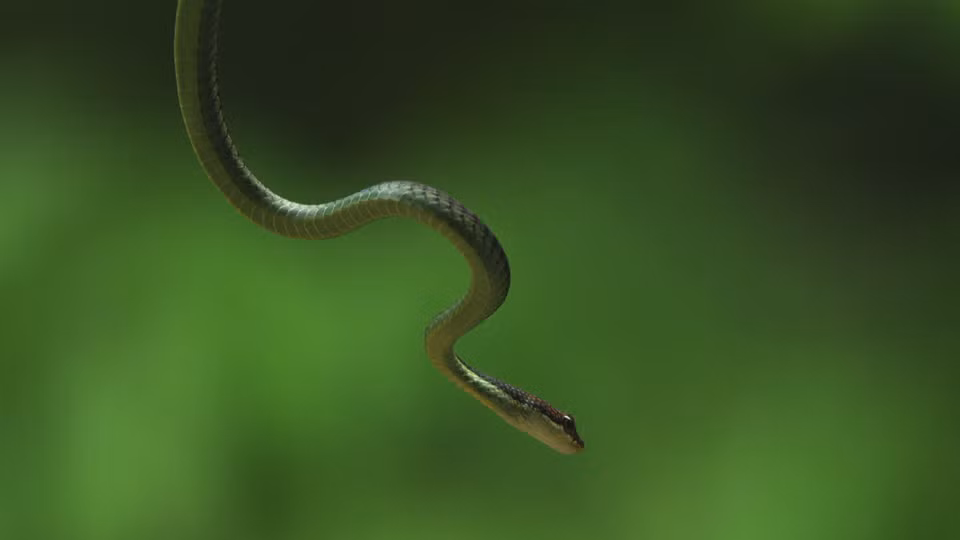 Chúng tận dụng chính khả năng bay xa của mình để săn mồi, lấy đà phi thân đến ngoạm lấy con mồi trong tích tắc.