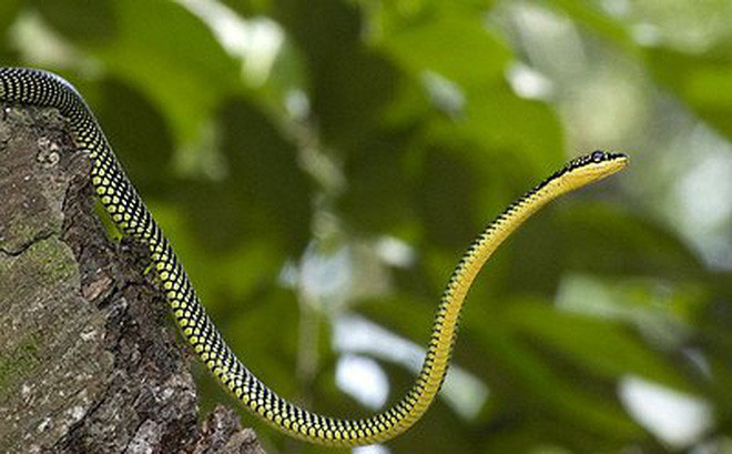 Chúng ta vẫn thường biết đến rắn như một loài động vật bò sát, máu lạnh với vũ khí lợi hại là răng nanh và nọc độc. Thế nhưng ít ai biết rằng trên thế giới còn tồn tại một loại rắn biết bay, thậm chí là loài rắn độc phổ biến tại Việt Nam.