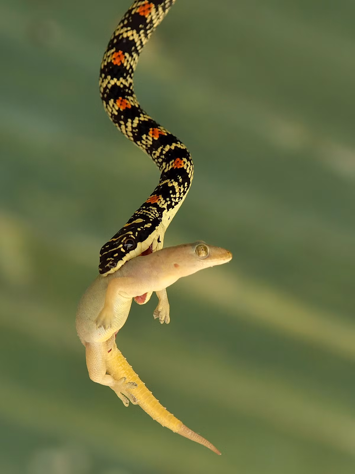 Rắn bay cũng dùng chính khả năng bay của mình để săn mồi, với thức ăn yêu thích là thằn lằn, chuột nhỏ hoặc các loại rắn nhỏ.