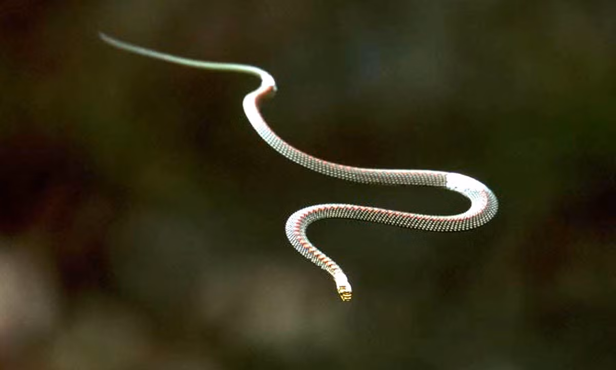 Rắn bay có chiều dài từ 60cm - 90cm, màu xanh lục, sống trên cây.