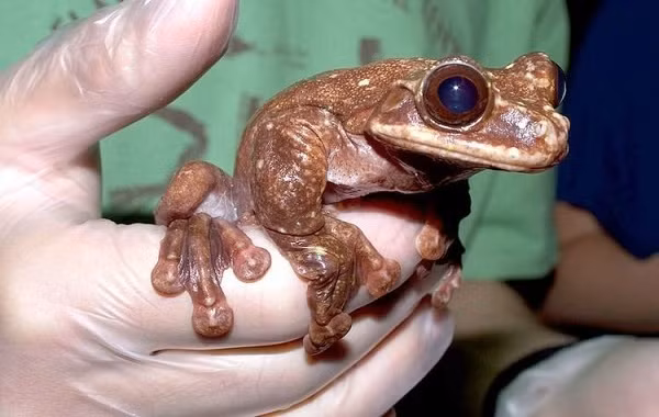 Ít ai biết rằng trước khi chết trong sự cô độc, sau 4 năm được chăm sóc tại sở thú Atlanta và không ngừng kêu gọi bạn tình, nó không được đáp ứng.