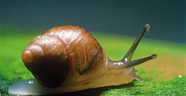 Partula faba là loài ốc sên lạ được nuôi ở Bristol nhưng do không thể tiếp tục nhân giống, số lượng loài này sụt giảm nghiêm trọng.