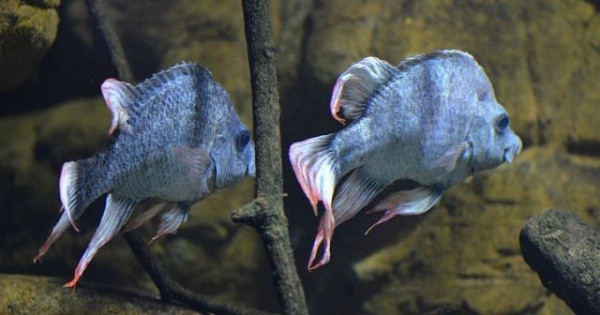 Sau mọi nỗ lực nhân giống của các chuyên gia ở vườn thú London, hai chàng cá xấu xí này vẫn không tìm đươc bạn đời. Cho đến nay hai chú cá Mangarahara cichlid đực đã sống với nhau 12 năm ở Vườn thú London và tiếp tục chờ đợi "người tình" xuất hiện.