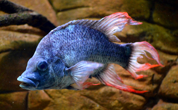 Cá Mangarahara cichlid, từ Madagascar, đã biến mất khỏi tự nhiên vì công tác xây dựng các đập thủy điện trên sông Mangarahara. Hai con còn sót lại đều là con đực, chúng có cái lưng gù, mồm dẩu, rất xấu.