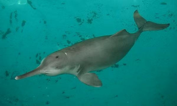 Cá heo Baiji hay cá heo sông Dương Tử cực hiếm cũng được coi là một trong số những loài vật cô đơn nhất hành tinh. Lượng cá thể cá heo này bị sụt giảm nghiêm trọng bởi các hoạt động đánh bắt, ô nhiễm môi trường nước vào khoảng năm 1950.