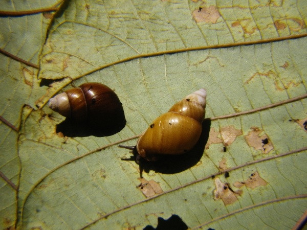 Năm 1991 vườn quốc gia Anh chính thức đưa chúng vào danh sách bảo tồn nhưng cuối cùng ốc sên cô độc đã chết vào tháng 2/2016.
